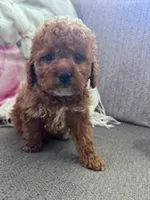 Ollie, a male Cockapoo for sale in Hopkinsville, KY – Photo 3 of 4