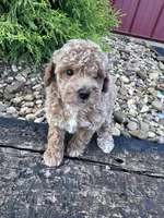 Pearl, a female Poodle - Miniature  for sale in Hopkinsville, KY – 3 of 5