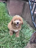 Teddy, a male Bichpoo for sale in Hopkinsville, KY – 1 of 5