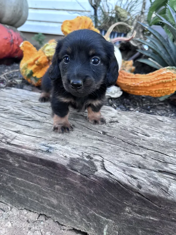 Annie – Miniature Dachshund puppy for sale in Hopkinsville, KY