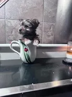 Sophie, a female Yorkshire Terrier for sale in Hopkinsville, KY – Photo 4 of 4