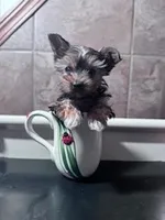 Sophie, a female Yorkshire Terrier for sale in Hopkinsville, KY – Photo 1 of 4