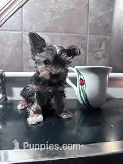 Sophie – Yorkshire Terrier puppy for sale in Hopkinsville, KY