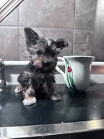 Sophie, a female Yorkshire Terrier for sale in Hopkinsville, KY – Photo 3 of 4