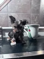 Sophie, a female Yorkshire Terrier for sale in Hopkinsville, KY – Photo 2 of 4