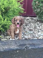 Harley , a female Cavapoo for sale in Hopkinsville, KY – 3 of 5