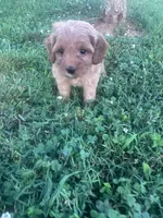 Mickey, a male Cavapoo for sale in Hopkinsville, KY – 2 of 8