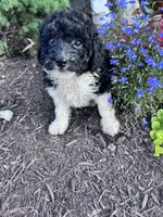 Oreo, a female Yorkipoo for sale in Hopkinsville, KY – 4 of 6
