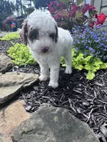 Max, a male Poodle - Miniature  for sale in Hopkinsville, KY – 2 of 7