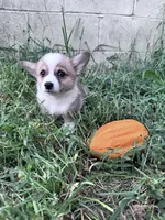 Brownie, a male Pembroke Welsh Corgi for sale in Hopkinsville, KY – 3 of 6