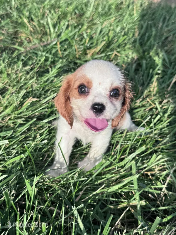 Max – Cavalier King Charles Spaniel puppy for sale in Hopkinsville, KY