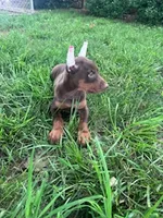 Jase, a male Doberman Pinscher for sale in Hopkinsville, KY – 2 of 5