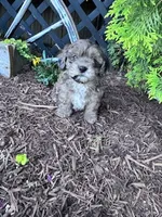 Max, a male Shihpoo for sale in Hopkinsville, KY – 2 of 5
