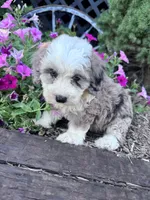 Patches, a female Sheepadoodle for sale in Hopkinsville, KY – 2 of 4