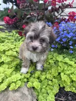 Lucky, a male Havanese for sale in Hopkinsville, KY – 3 of 5