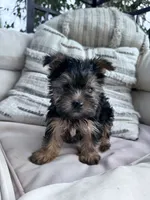 Bear, a male Yorkshire Terrier for sale in Hopkinsville, KY – 3 of 9