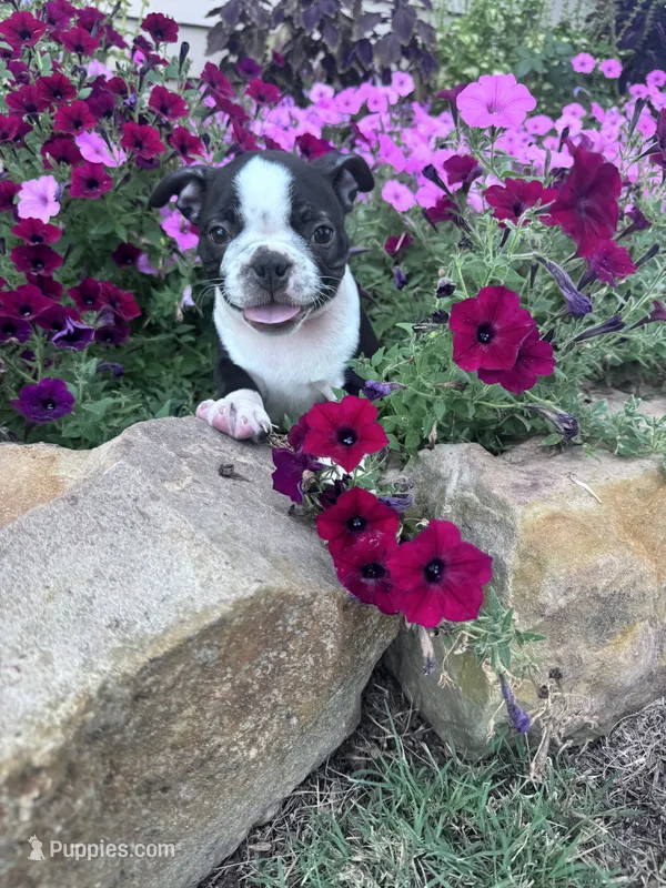 Winston – Boston Terrier puppy for sale in Hopkinsville, KY