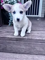 Dottie, a female Pembroke Welsh Corgi for sale in Hopkinsville, KY – 2 of 5