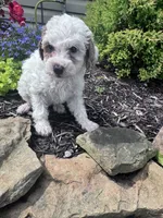 Minnie, a female Poodle - Miniature  for sale in Hopkinsville, KY – 5 of 5