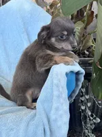 Brownie, a male Chihuahua for sale in Hopkinsville, KY – 5 of 6