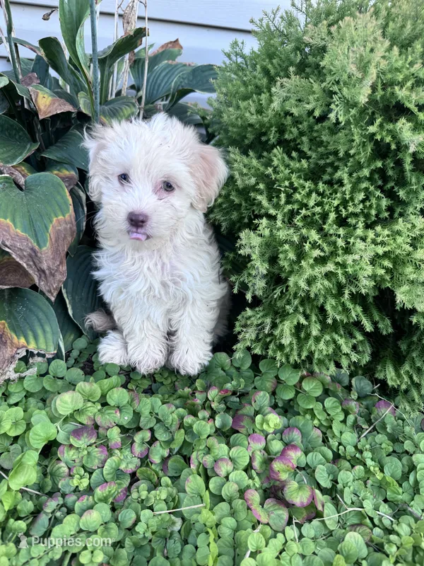 Frosty  – Havanese puppy for sale in Hopkinsville, KY