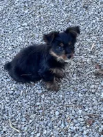 Yogi, a male Yorkshire Terrier for sale in Hopkinsville, KY – 5 of 6