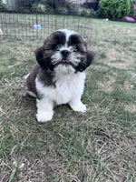 Scooter , a male Shih Tzu for sale in Hopkinsville, KY – 4 of 5