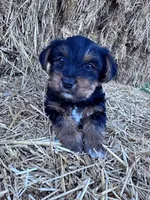 Yogi, a male Yorkshire Terrier for sale in Hopkinsville, KY – 1 of 7
