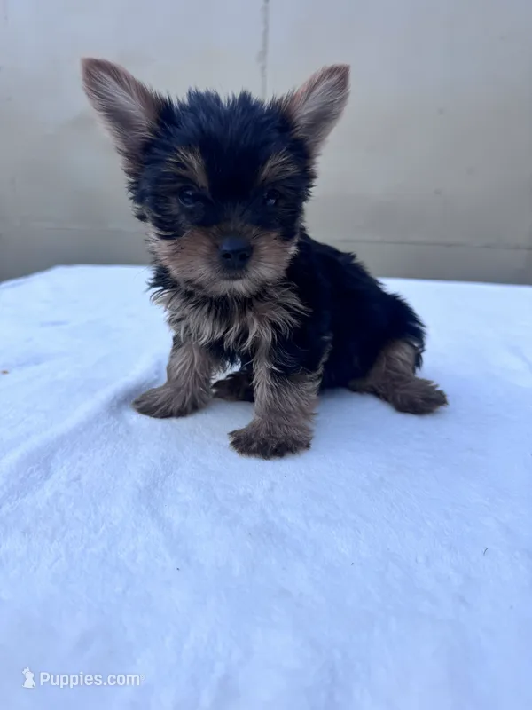 Jack – Yorkshire Terrier puppy for sale in Hopkinsville, KY