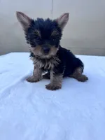 Jack, a male Yorkshire Terrier for sale in Hopkinsville, KY – 1 of 10