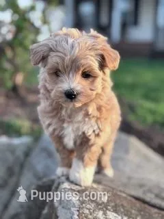 Biscuit – Havapoo puppy for sale in Hopkinsville, KY