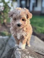 Biscuit, a male Havapoo for sale in Hopkinsville, KY – Photo 1 of 7