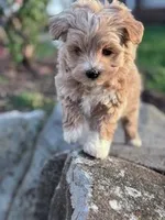 Biscuit, a male Havapoo for sale in Hopkinsville, KY – Photo 6 of 7