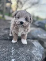 Biscuit, a male Havapoo for sale in Hopkinsville, KY – Photo 5 of 7