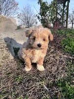 Biscuit, a male Havapoo for sale in Hopkinsville, KY – Photo 3 of 7