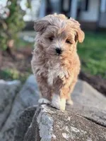 Biscuit, a male Havapoo for sale in Hopkinsville, KY – Photo 2 of 7