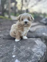 Biscuit, a male Havapoo for sale in Hopkinsville, KY – Photo 7 of 7