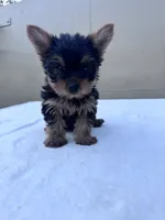 Jack, a male Yorkshire Terrier for sale in Hopkinsville, KY – 4 of 10
