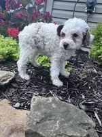 Minnie, a female Poodle - Miniature  for sale in Hopkinsville, KY – 4 of 5