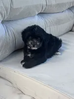 Oreo, a male Yorkipoo for sale in Hopkinsville, KY – 3 of 4