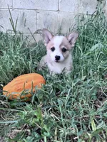 Cooper, a male Pembroke Welsh Corgi for sale in Hopkinsville, KY – 4 of 5