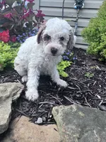 Minnie, a female Poodle - Miniature  for sale in Hopkinsville, KY – 3 of 5