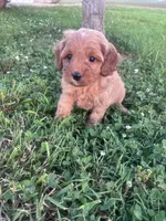 Mickey, a male Cavapoo for sale in Hopkinsville, KY – 8 of 8