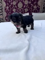 Max, a male Yorkshire Terrier for sale in Hopkinsville, KY – 4 of 6