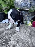 Bobo, a male Boston Terrier for sale in Hopkinsville, KY – 2 of 6