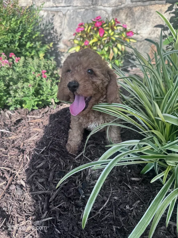 Copper – Poodle - Miniature  puppy for sale in Hopkinsville, KY
