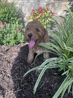 Copper, a male Poodle - Miniature  for sale in Hopkinsville, KY – 1 of 6