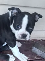 Suzie, a female Boston Terrier for sale in Hopkinsville, KY – 3 of 6