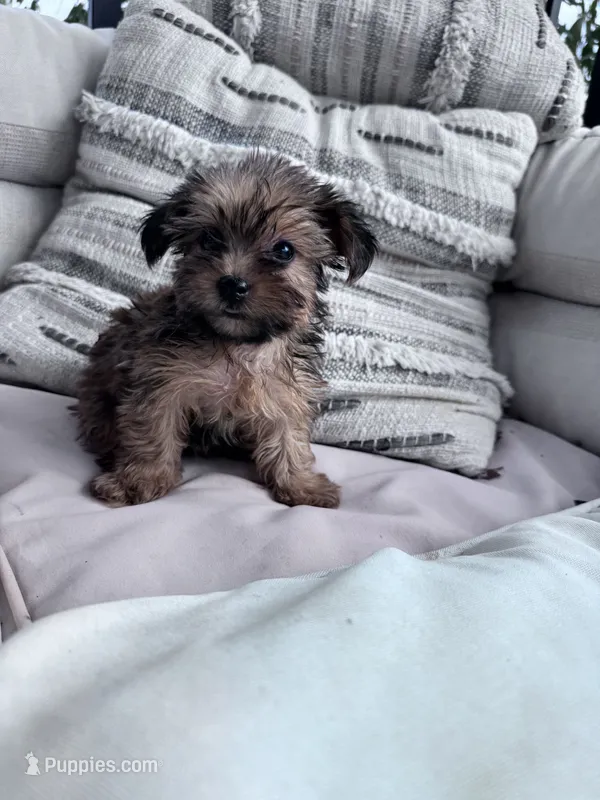Coco – Yorkshire Terrier puppy for sale in Hopkinsville, KY