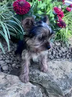 Peanut, a male Yorkshire Terrier for sale in Hopkinsville, KY – 7 of 8